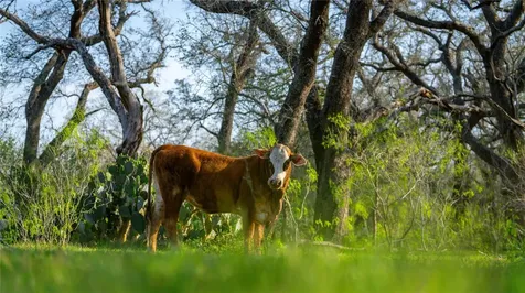 Tbd County Road 404 Floresville TX 78114