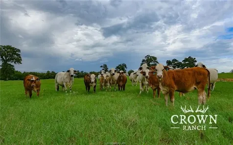Tbd Fm 908 (+/-1, 057 Acres) Caldwell TX 77836