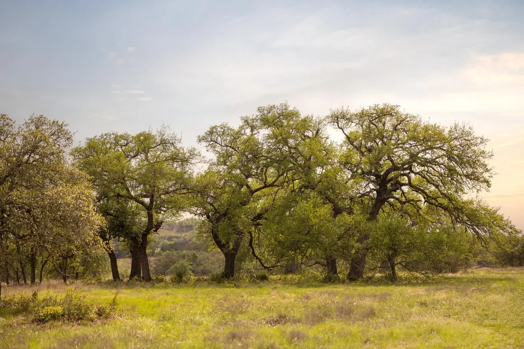 2609 Prochnow Road Dripping Springs TX 78620