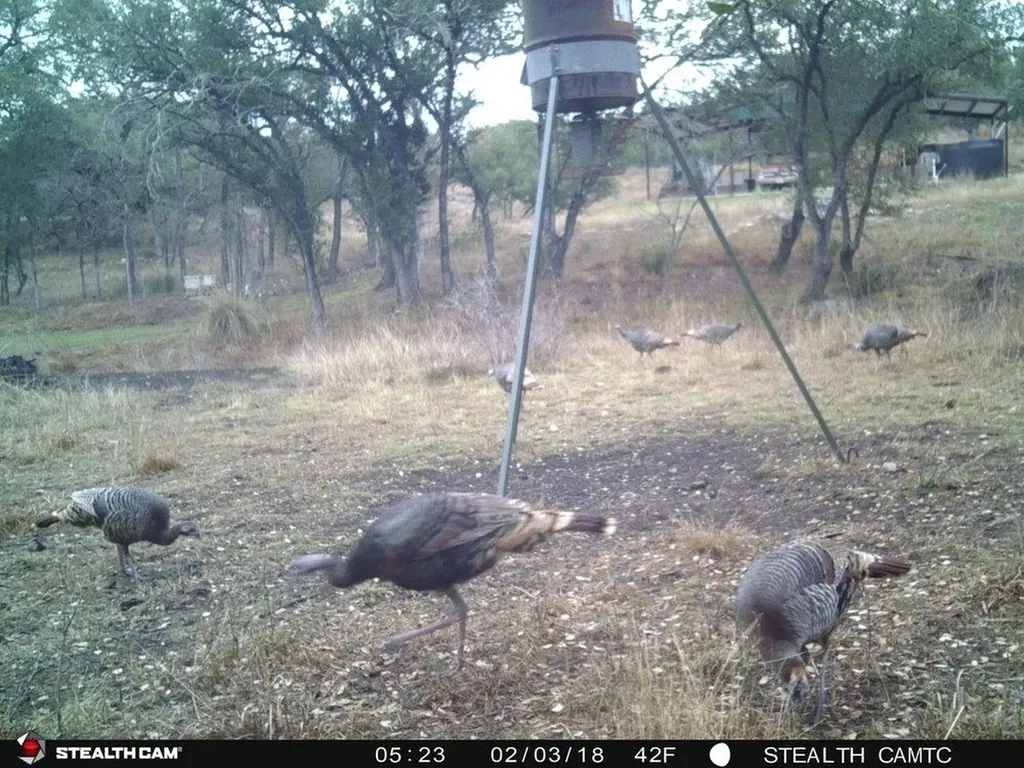 1850 Pursley Road Dripping Springs TX 78620