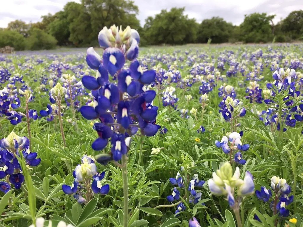 12501 Fitzhugh Road Austin TX 78736