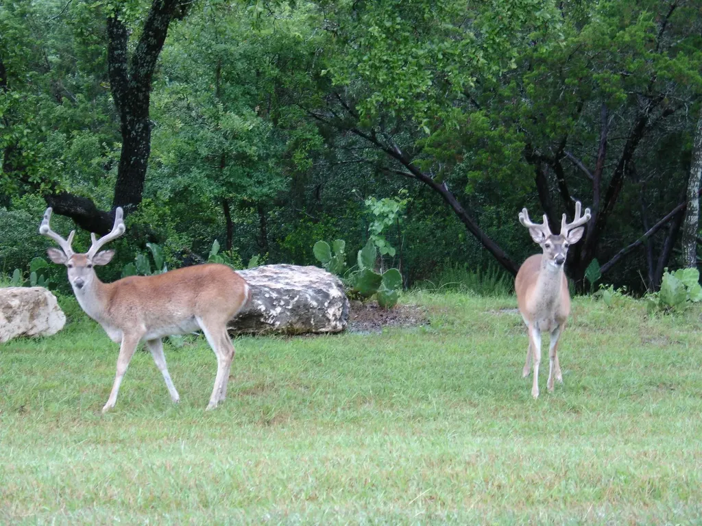 1017 Coventry Road Spicewood TX 78669