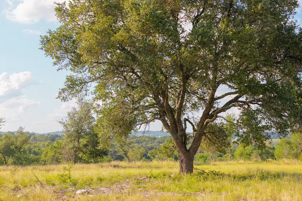 Lot 11 Maddalena Lane Dripping Springs TX 78620
