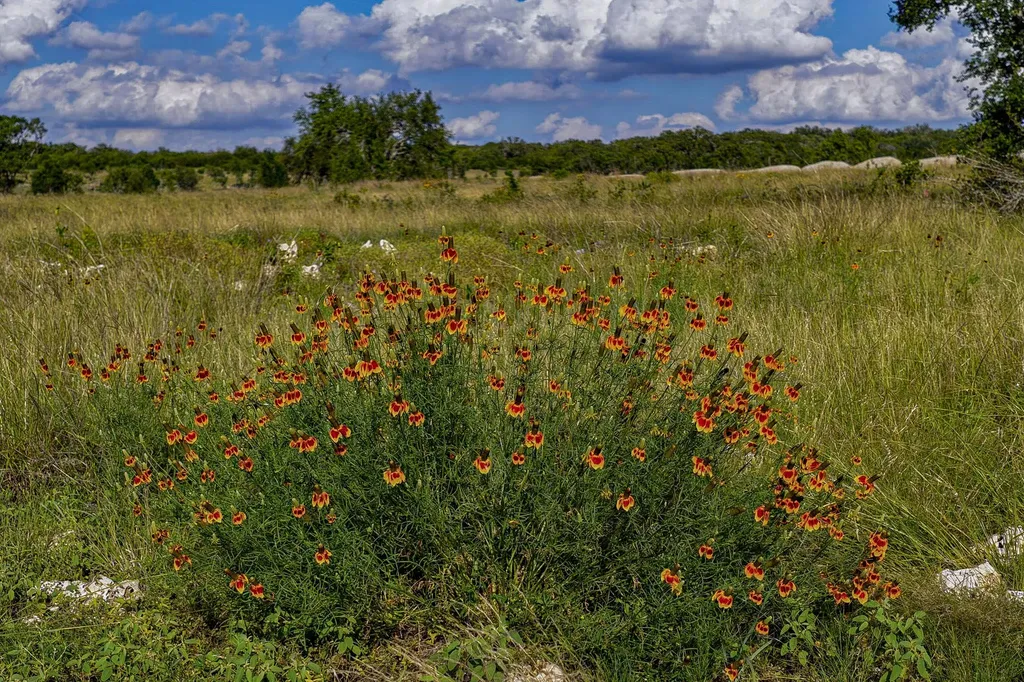 Lot 11 Maddalena Lane Dripping Springs TX 78620