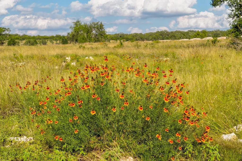 Lot 11 Maddalena Lane Dripping Springs TX 78620