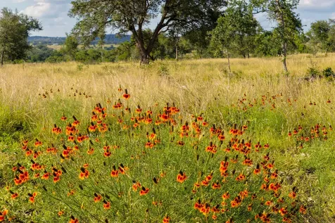 Lot 11 Maddalena Lane Dripping Springs TX 78620