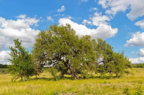 Lot 11 Maddalena Lane Dripping Springs TX 78620