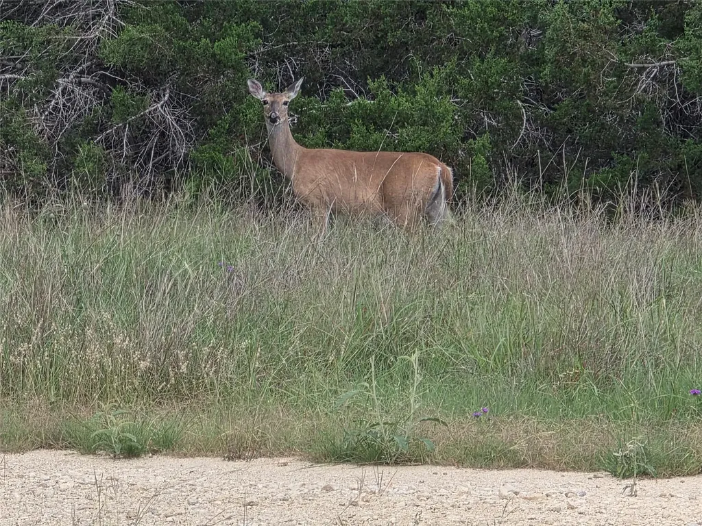 Tbd Sycamore Creek Drive Dripping Springs TX 78620