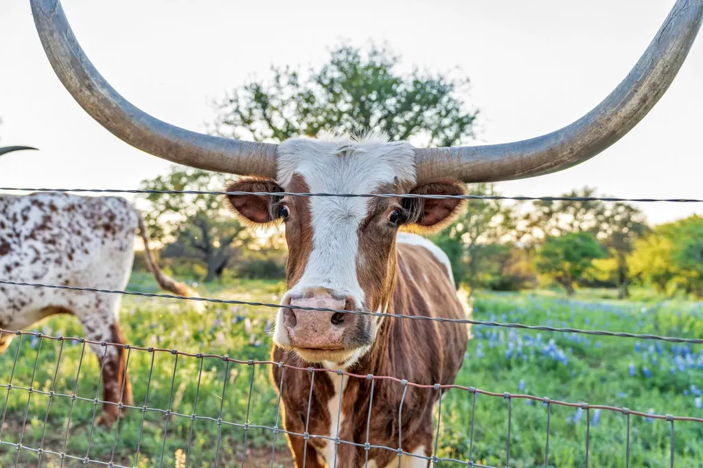 310 The Hills Road Horseshoe Bay TX 78657