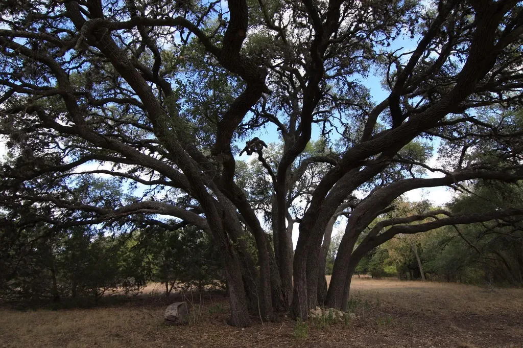 8170 N Us Hwy 281 Highway Blanco TX 78606