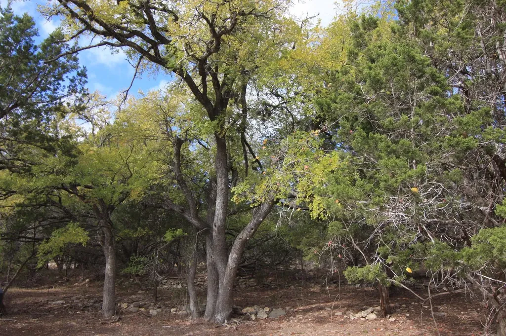 8170 N Us Hwy 281 Highway Blanco TX 78606