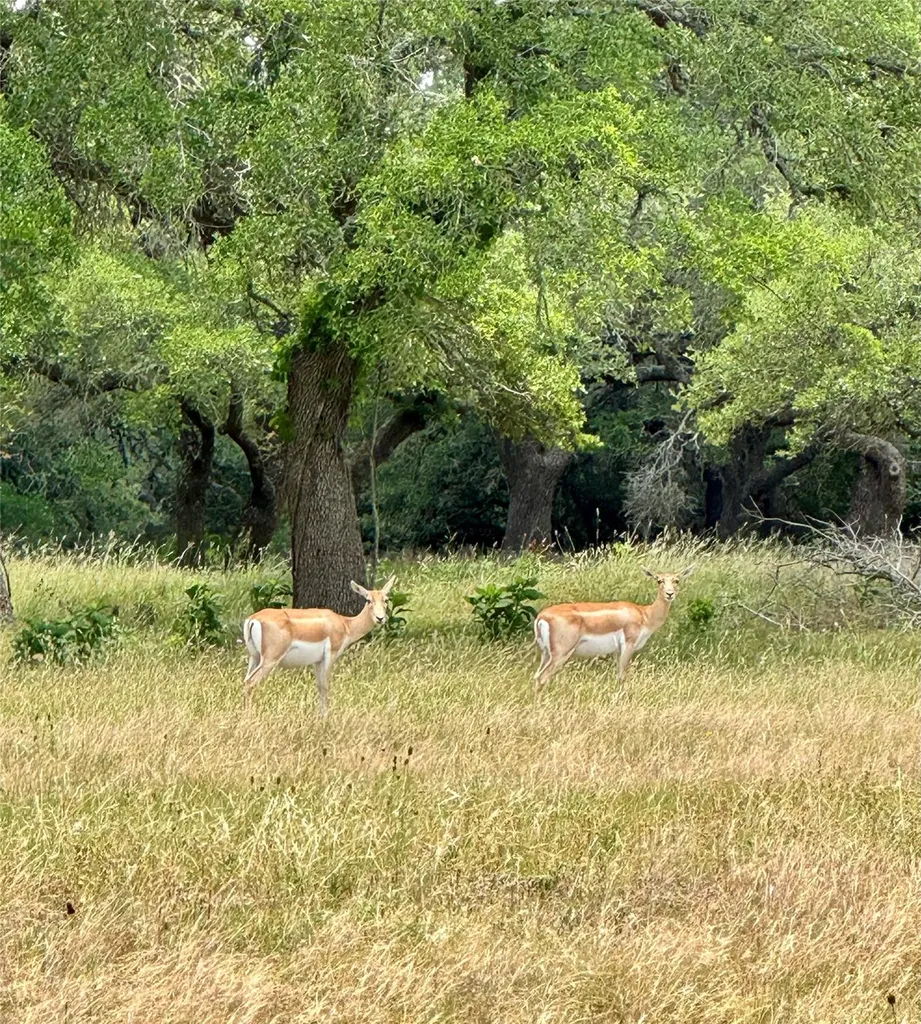 Lot 97 Big Sky Court Blanco TX 78606
