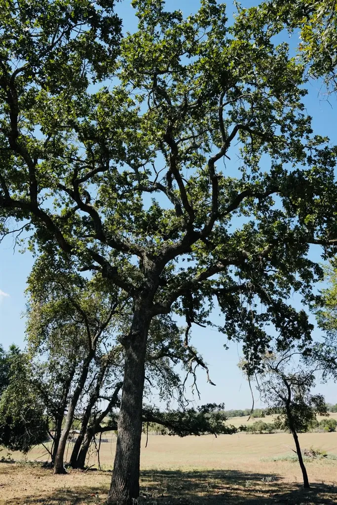 640 County Road 475 Road Luling TX 78648