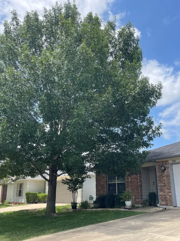 280 Spruce Drive Kyle TX 78640