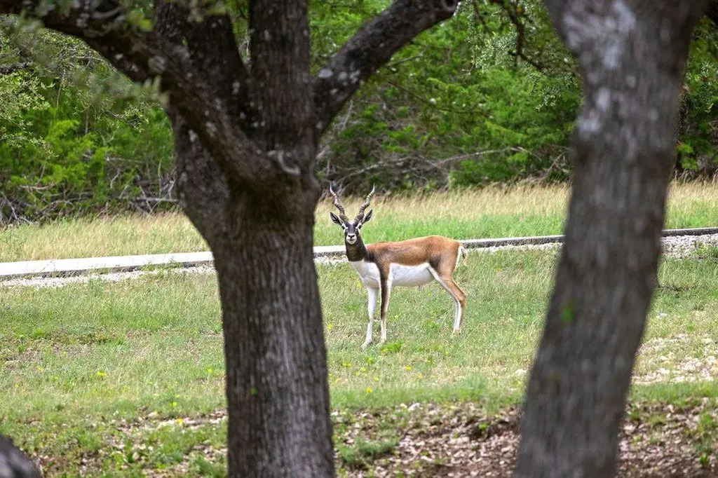 292 N Scenic Hills Court Blanco TX 78606