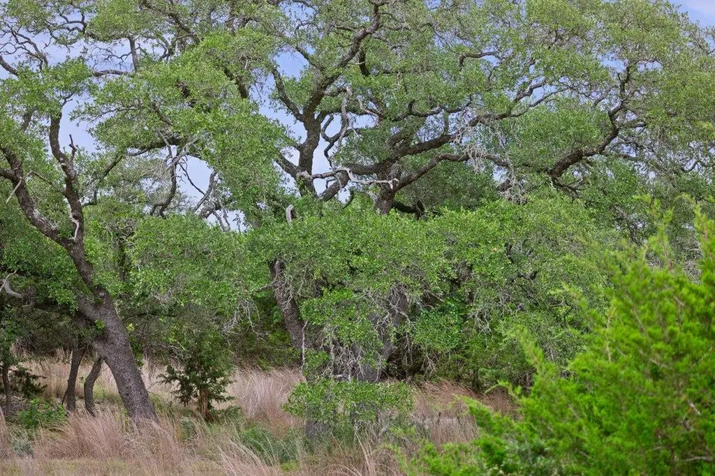 292 N Scenic Hills Court Blanco TX 78606