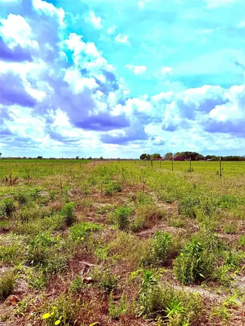 4421 Polak Road Orchard TX 77485