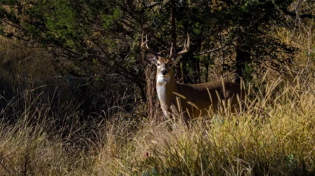 7702 Ranch Road 965 Llano TX 78624