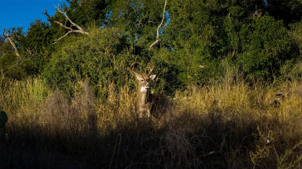 7702 Ranch Road 965 Llano TX 78624