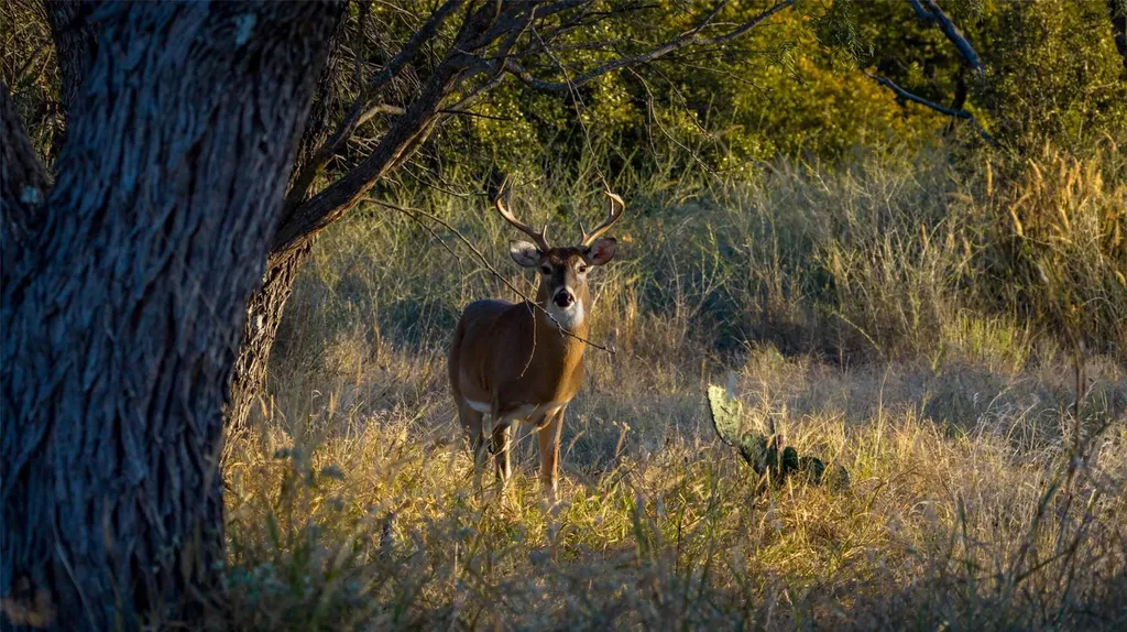 7702 Ranch Road 965 Llano TX 78624