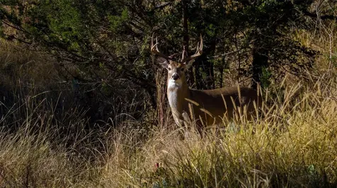 7702 Ranch Road 965 Llano TX 78624