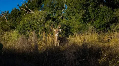 7702 Ranch Road 965 Llano TX 78624