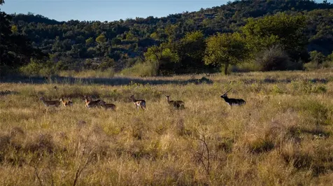 7702 Ranch Road 965 Llano TX 78624