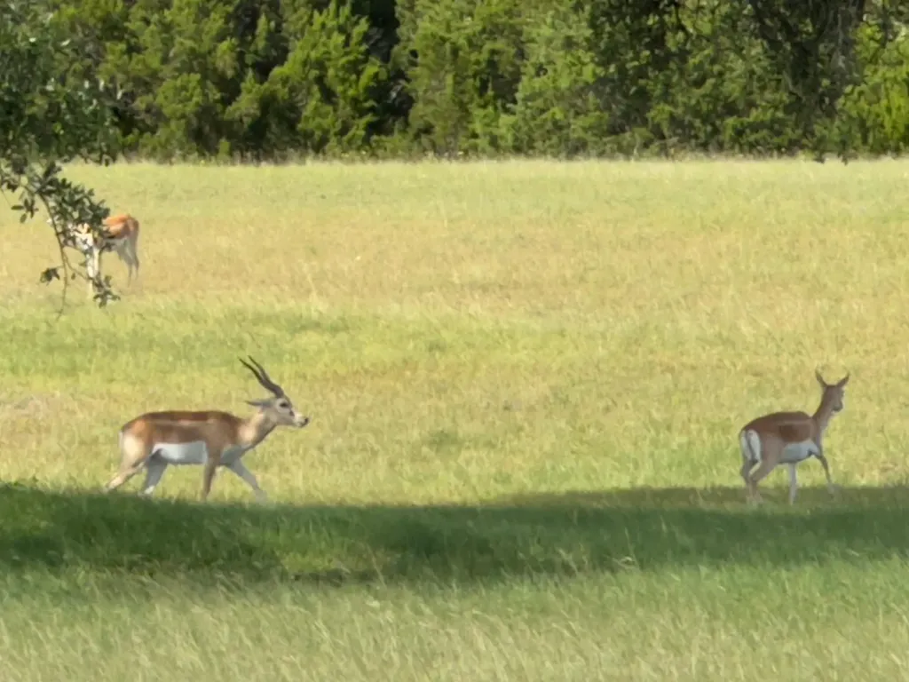 Lot 160 Brumley View Court Marble Falls TX 78654