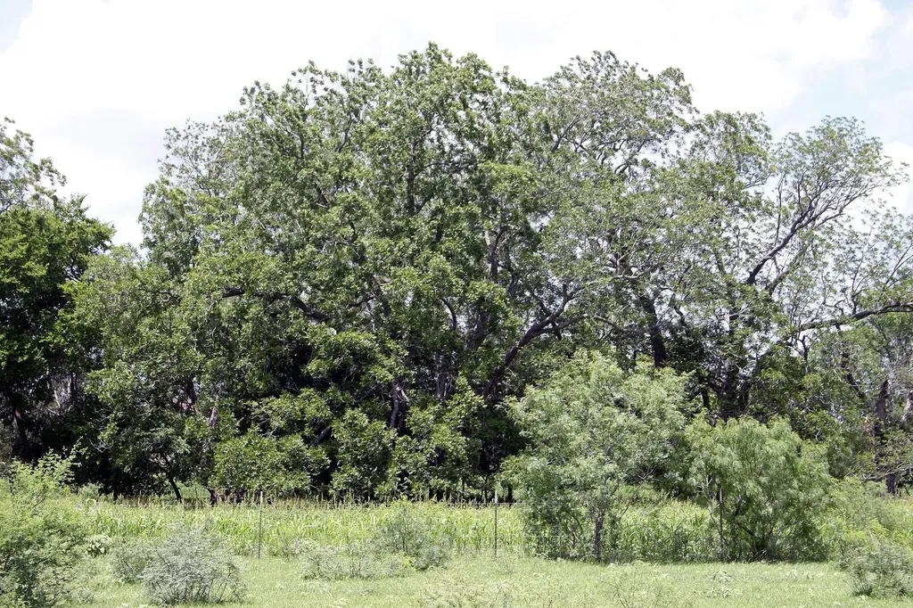 9411 Fm 86 Highway Lockhart TX 78644