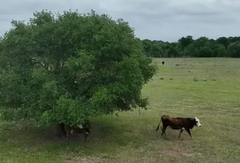 Lot 4 Tbd Cr 127 Road Ledbetter TX 78946