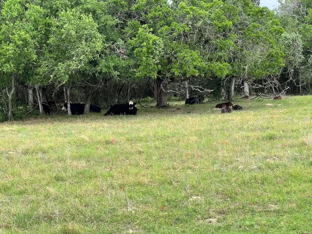 Lot 17 Settlement Way Luling TX 78648