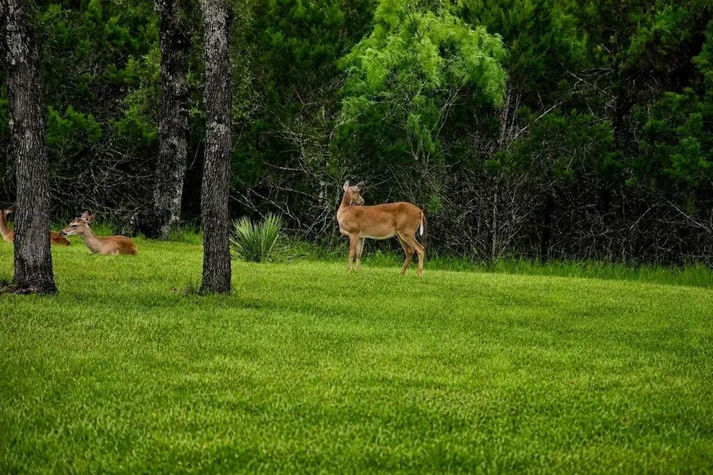335 Turkey Tree Road Spicewood TX 78669