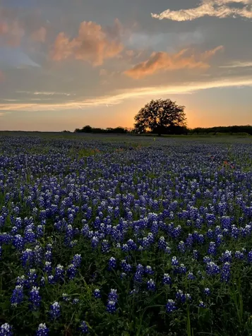 2265 County Road 106 Purmela TX 76566