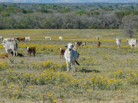 1580 County Road 377 Caldwell TX 77836