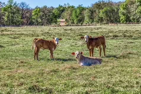 1580 County Road 377 Caldwell TX 77836