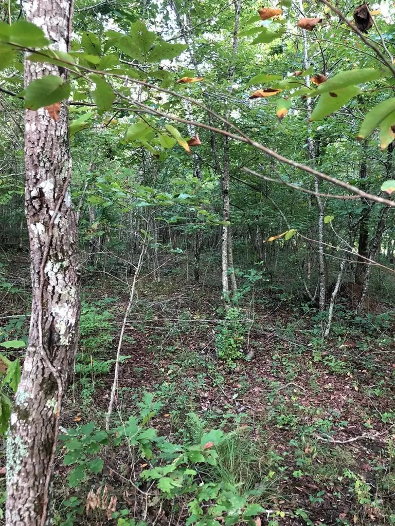 39 Luka Lane Crossville TN 38572
