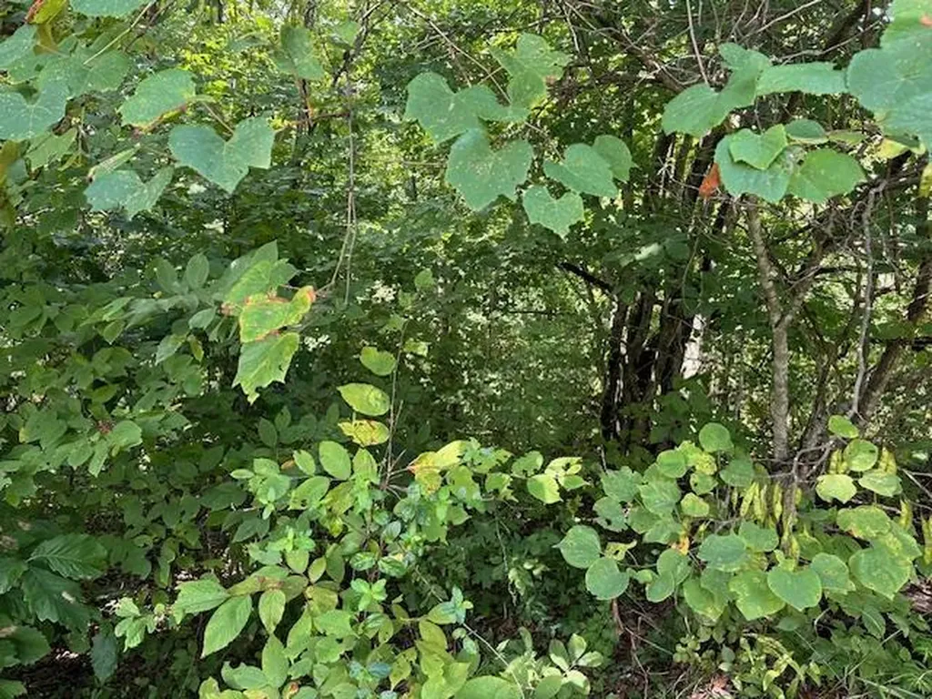 Lot 89 Bobcat Lane Wilder TN 38589