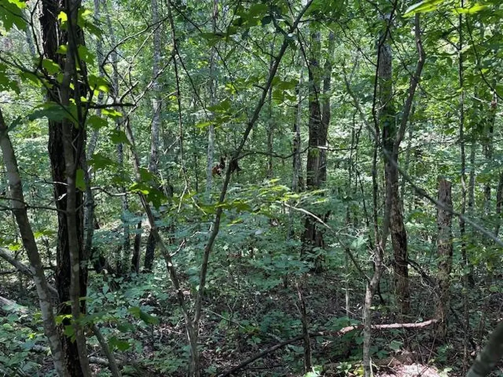 Lot 89 Bobcat Lane Wilder TN 38589