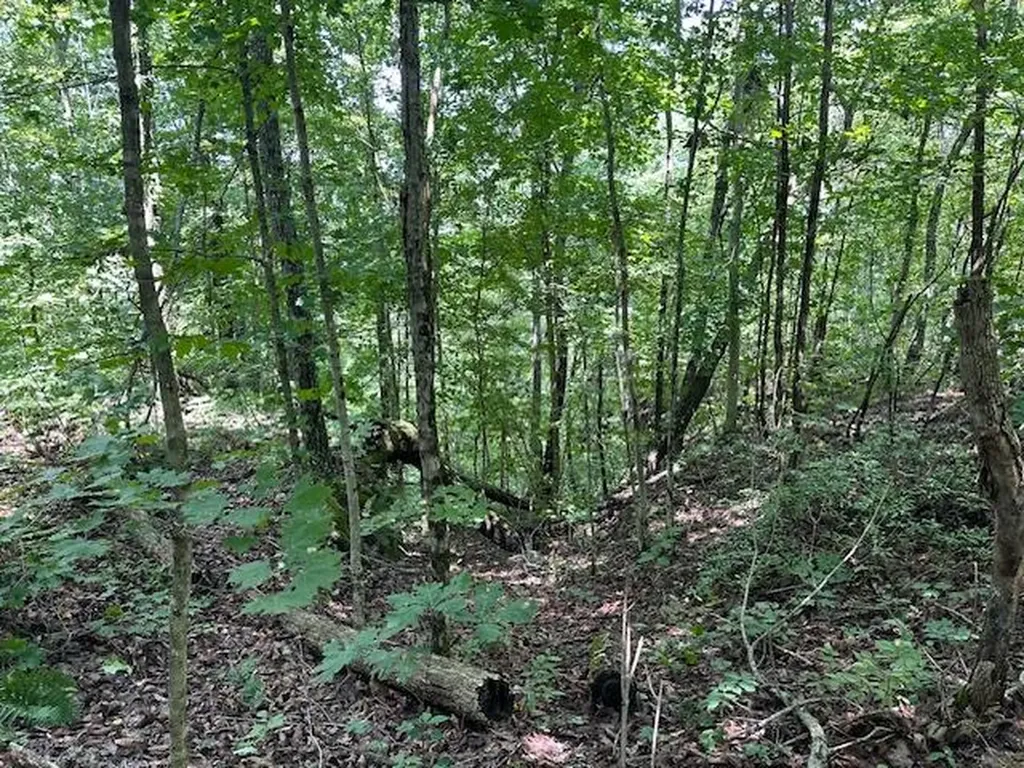 Lot 89 Bobcat Lane Wilder TN 38589