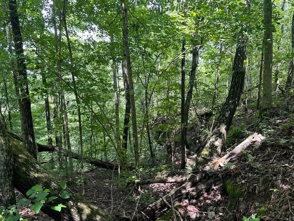 Lot 89 Bobcat Lane Wilder TN 38589
