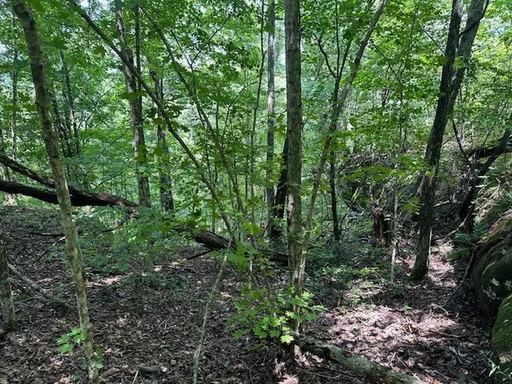 Lot 89 Bobcat Lane Wilder TN 38589