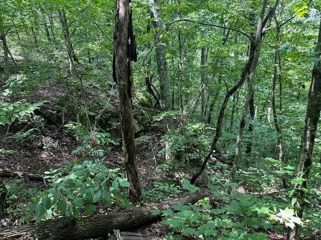 Lot 89 Bobcat Lane Wilder TN 38589