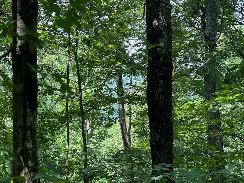 Lot 89 Bobcat Lane Wilder TN 38589