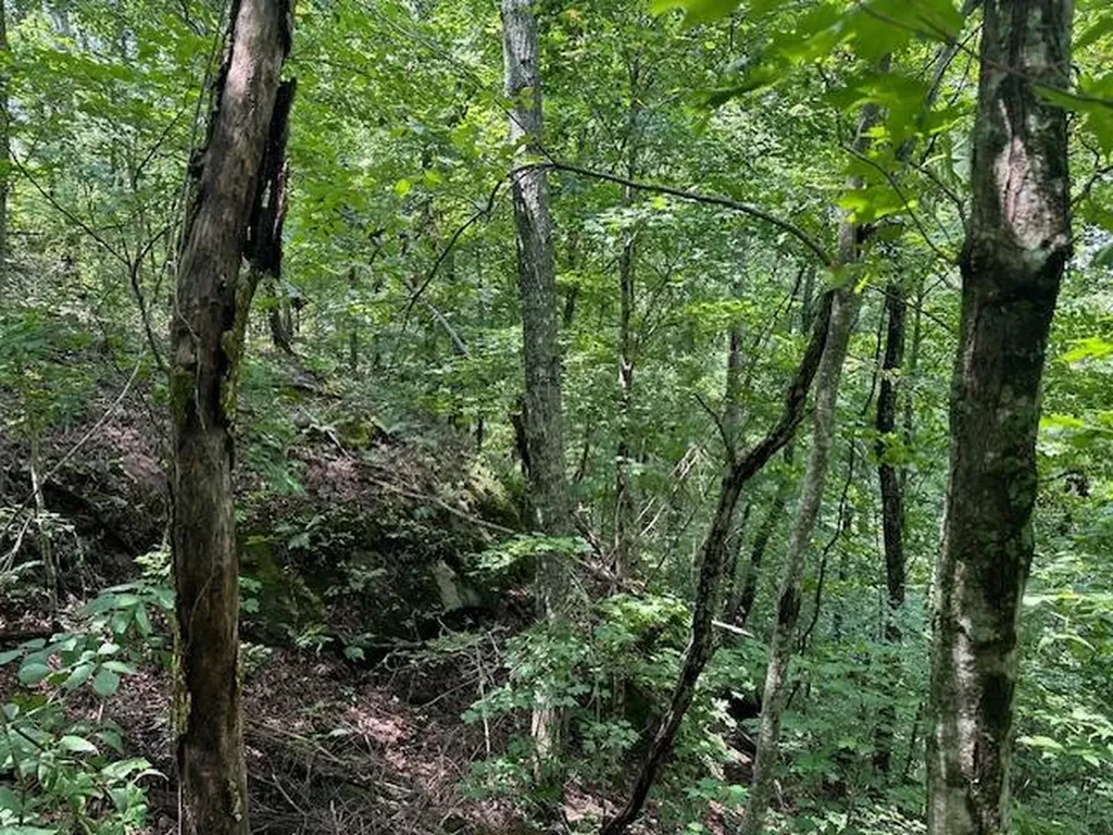 Lot 89 Bobcat Lane Wilder TN 38589