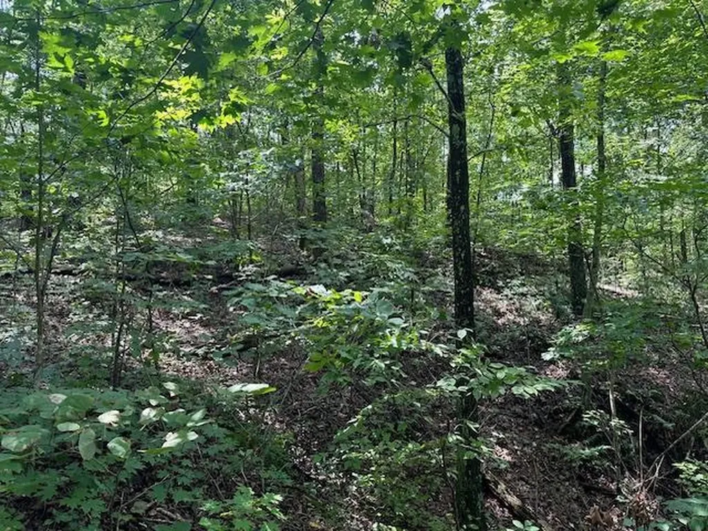 Lot 89 Bobcat Lane Wilder TN 38589