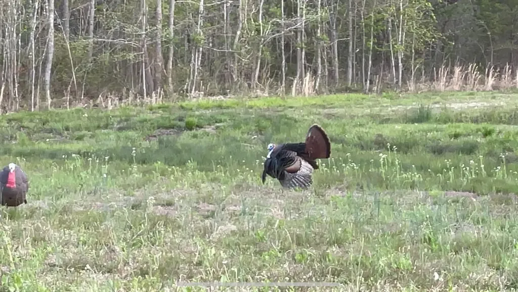 5931 Buffalo Valley Road Cookeville TN 38501