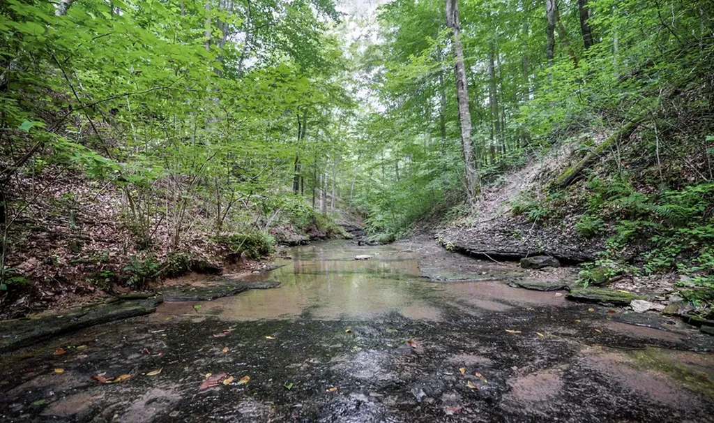 1005 Birdwell Road Whitleyville TN 38588