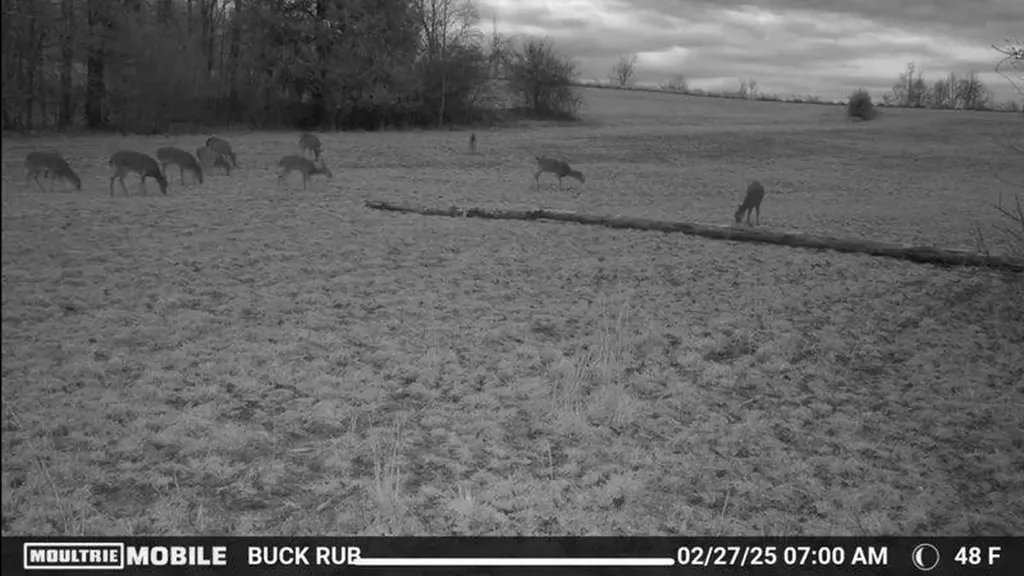 1005 Birdwell Road Whitleyville TN 38588