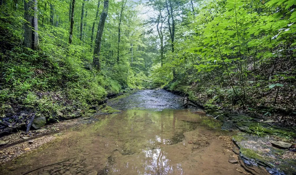 1005 Birdwell Road Whitleyville TN 38588