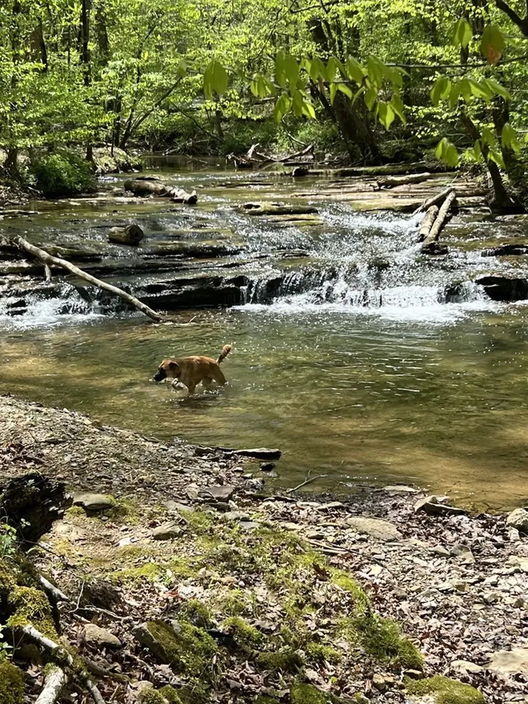 434 Monroe Branch Lane Monroe TN 38573